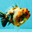 AAA Grade Calico Yuanbao Male 5.5 inches #073126YB_19