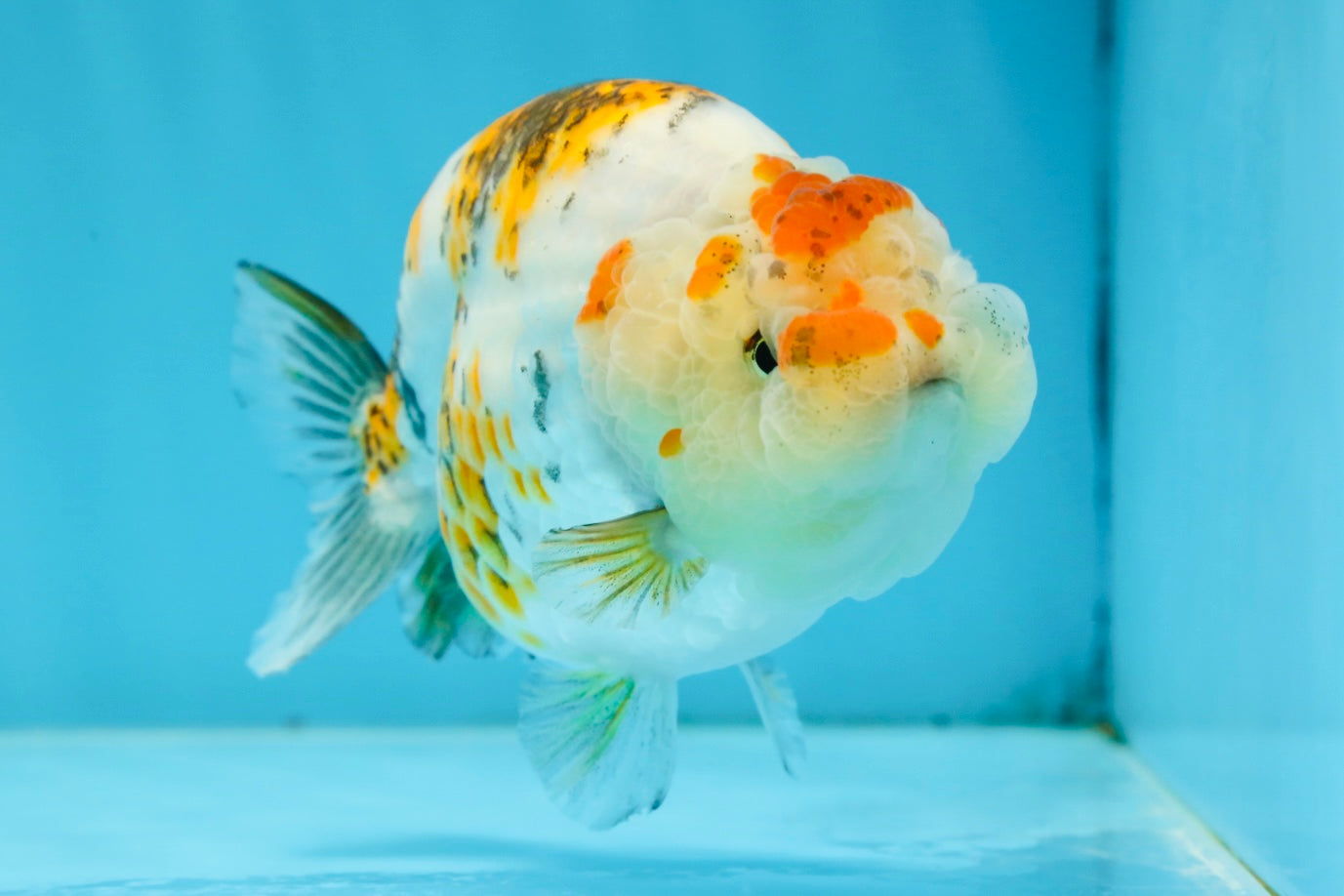 AAA Grade Tricolor LionQueen 4.5 inches #062025LC_10