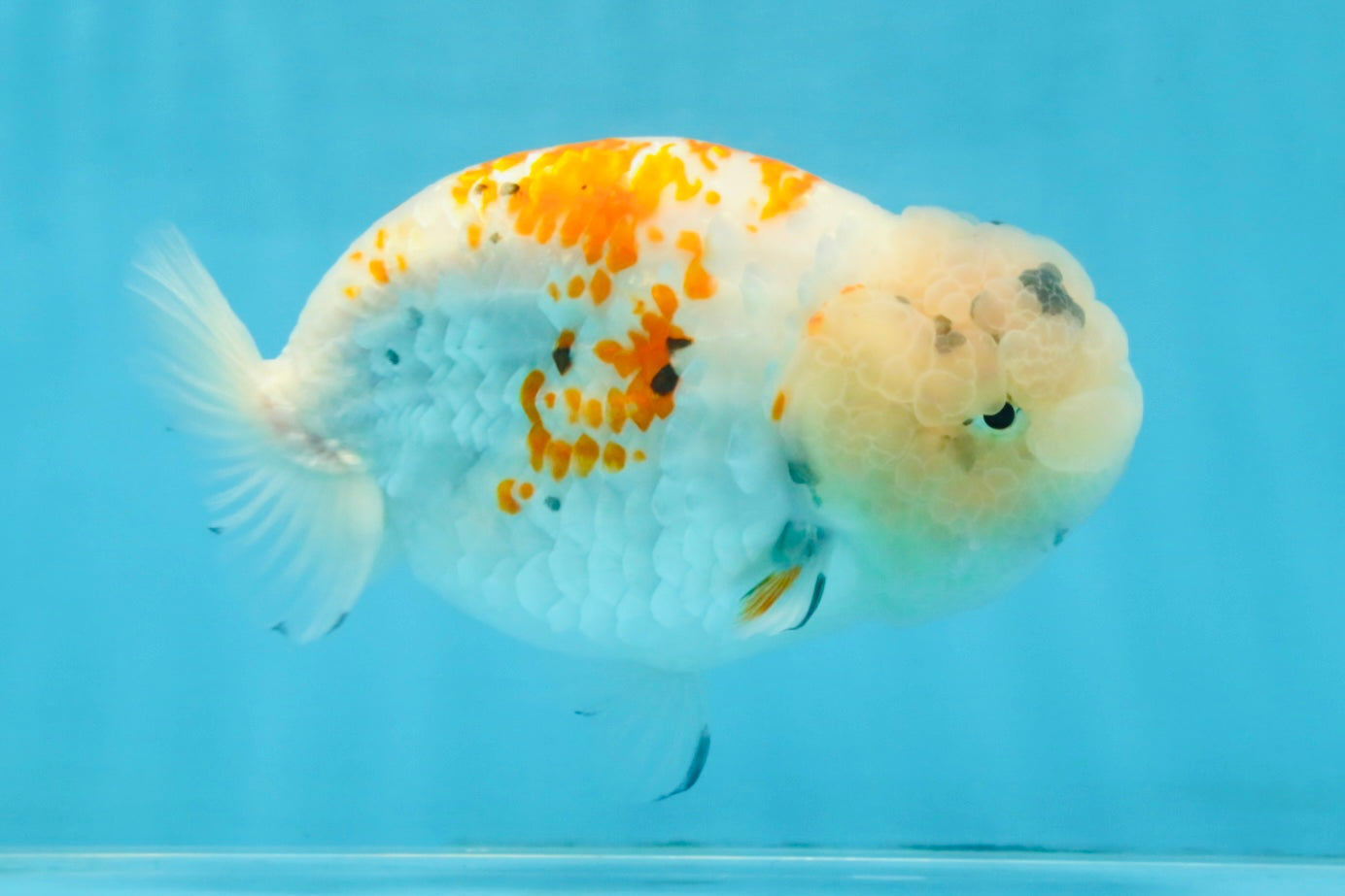 A Grade Sakura LionQueen 5.5 inches #110725LC_11