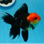 AAA Grade Tricolor Oranda Female 5 inches #0830OR_07