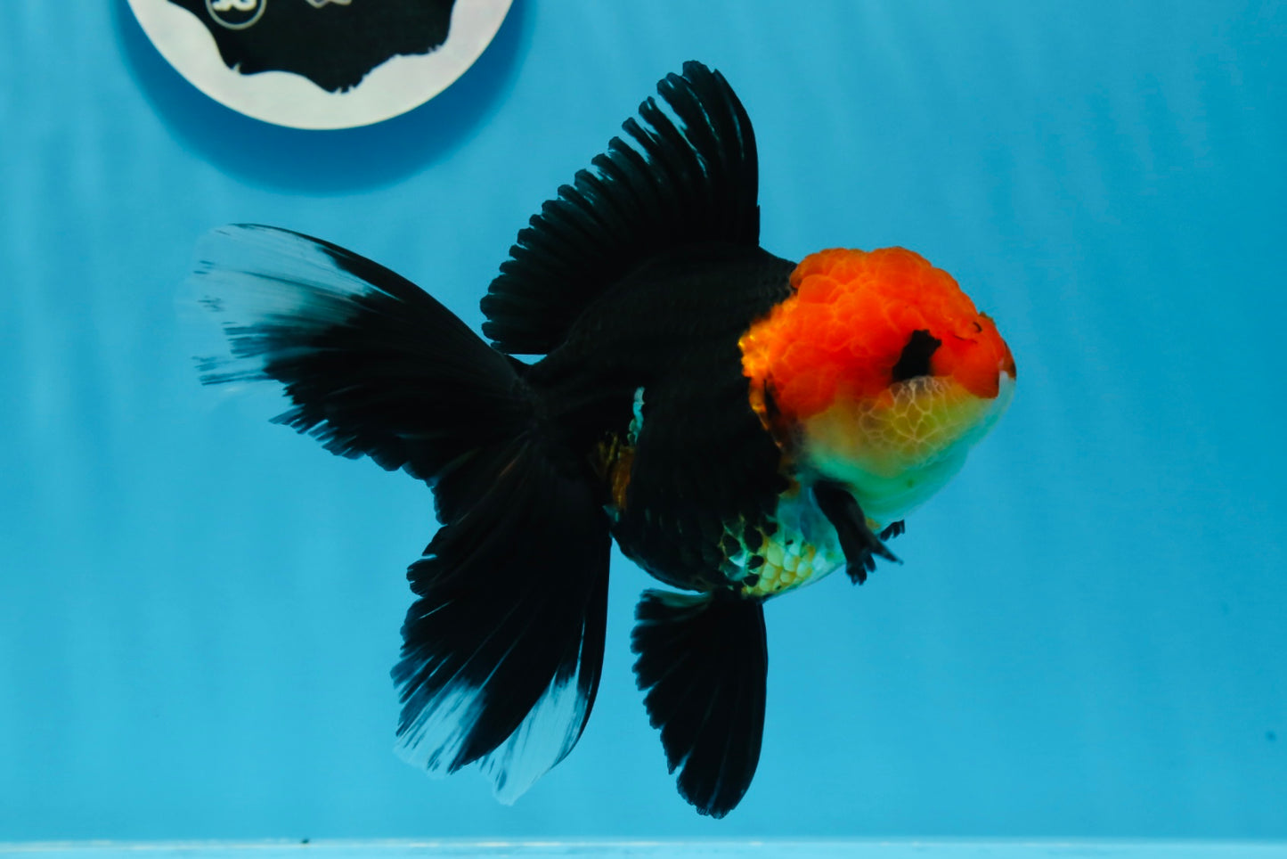 AAA Grade Tricolor Oranda Female 5 inches #0830OR_07