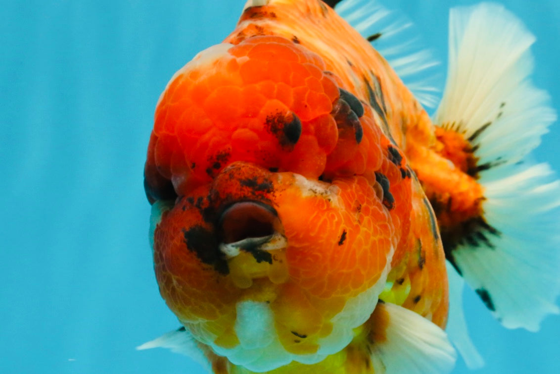 SUPER AAA Grade Godzilla Tiger Yuanbao Male 6.5 inches #022026YB_01