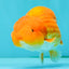 A Grade Red LionKing 4.5 inches #082126LC_19