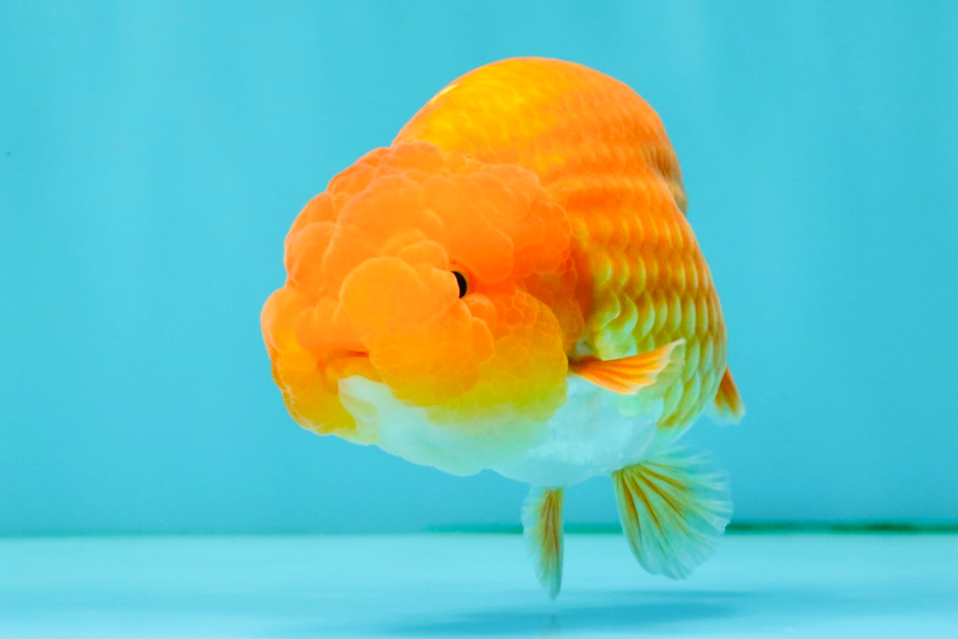 A Grade Red LionKing 4.5 inches #082126LC_19