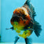AAA Grade Godzilla Kirin Oranda Male 5.5 inches #050925OR_50