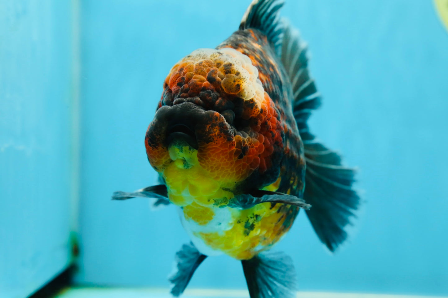 AAA Grade Godzilla Kirin Oranda Male 5.5 inches #050925OR_50