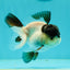 Cute Black Tancho Panda Oranda Male 3.5 inches #102524OR_19