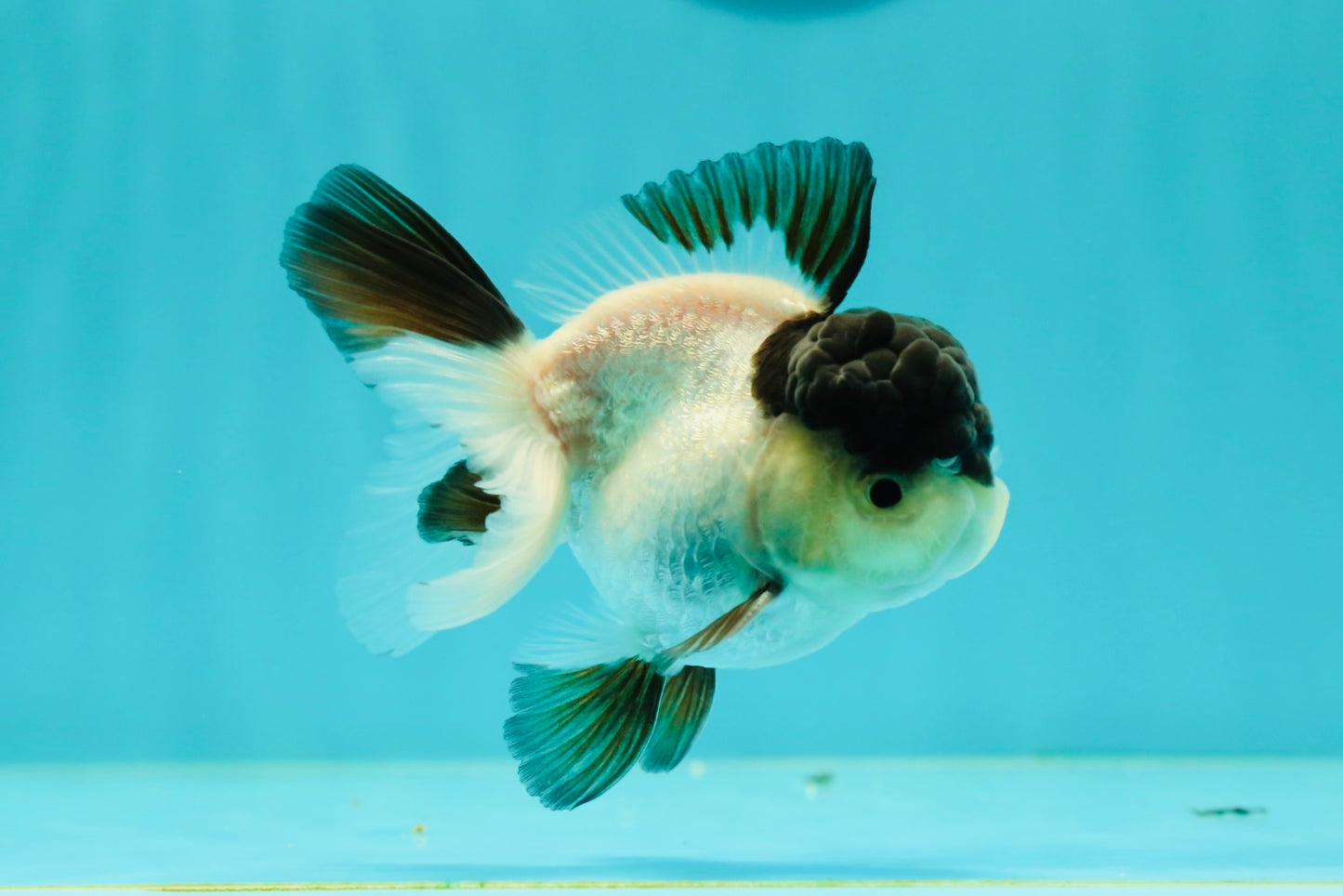 Cute Black Tancho Panda Oranda Male 3.5 inches #102524OR_19