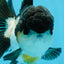 AAA Grade Tricolor Oranda Male 5-5.5 inches #0927OR_26