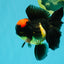 A Grade Tricolor Red Head Oranda Male 5-5.5 inches #041726OR_10