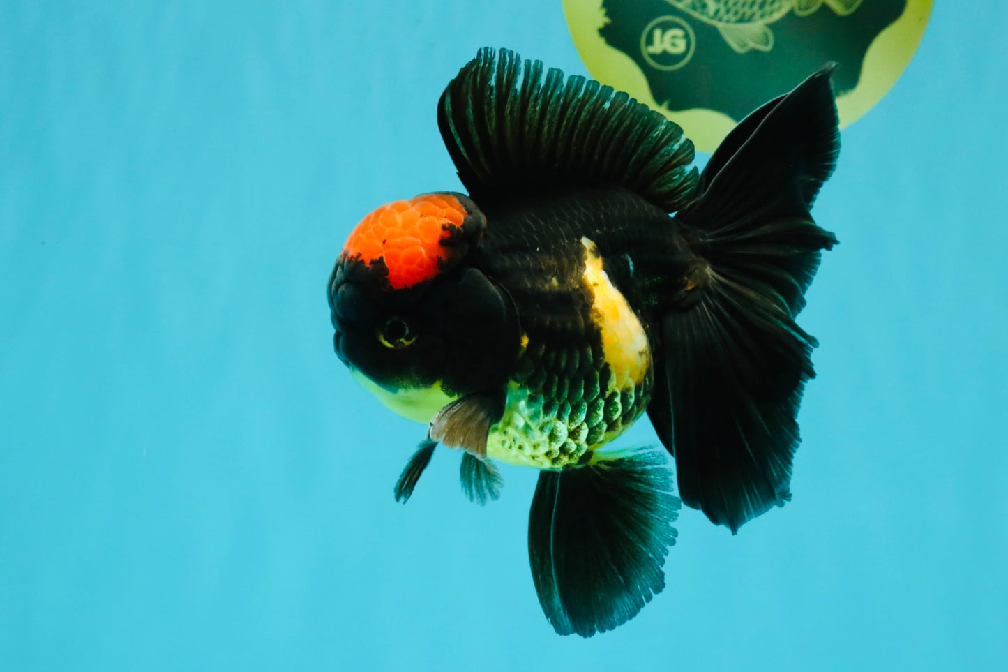 A Grade Tricolor Red Head Oranda Male 5-5.5 inches #041726OR_10