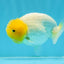 Super Lemonhead Lionchu Male 4 inches #0920LC_05