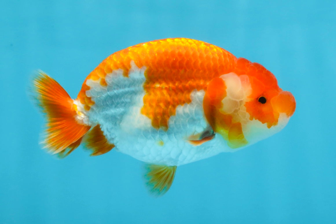 AAA Grade Red White LionQueen 4 inches #101725LC_08