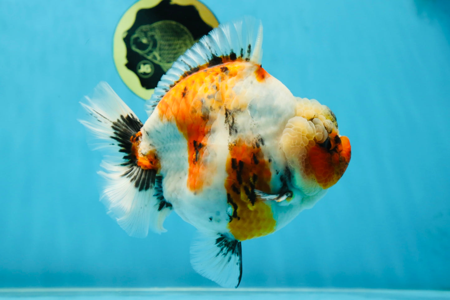 AAA Grade Big Body Godzilla Ink Calico Yuanbao Female 6 inches #051625YB_12