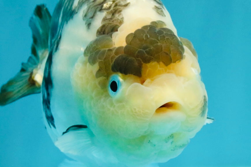 Chinese Milk Cow Ranchu Female 5.5-6 inches #031326RC_13