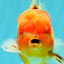 A Grade Sakura Oranda Male 5.5-6 inches #080726OR_19