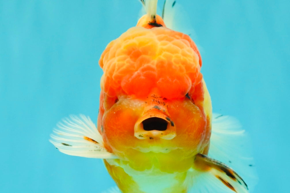 A Grade Sakura Oranda Male 5.5-6 inches #080726OR_19