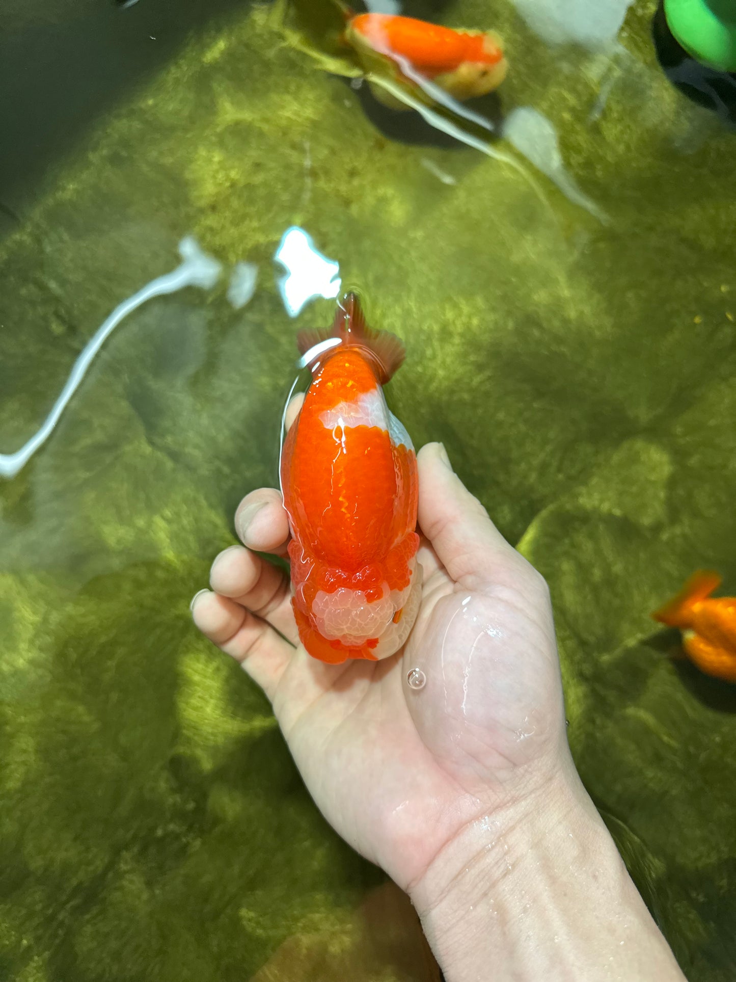 BIG WEN AAA Grade Egg-Shaped Red White LionQueen 4-4.5 inches #041825LC_01