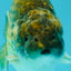 Black Copper Ranchu Female 5-5.5 inches #081426RC_24