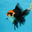 NEZHA Tricolor Oranda Female 5 inches #091925OR_08