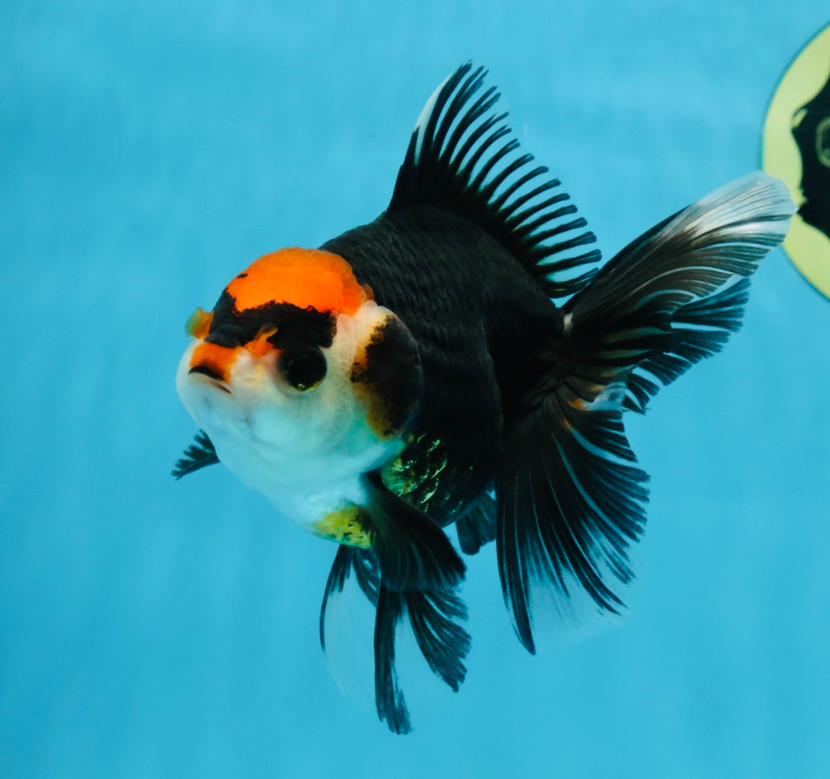 NEZHA Tricolor Oranda Female 5 inches #091925OR_08