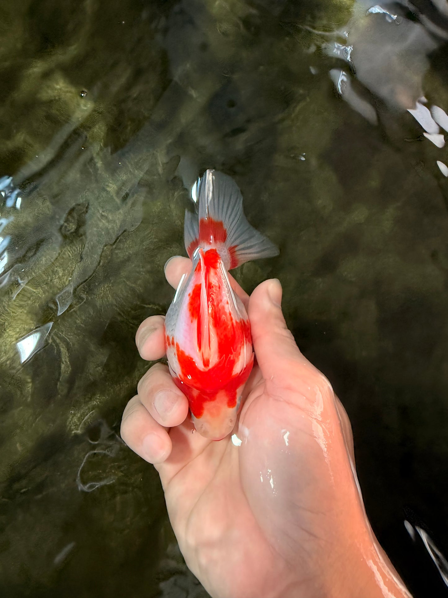 UNIQUE AAA Grade Red White Ryukin Female 4-4.5 inches #042426RK_01