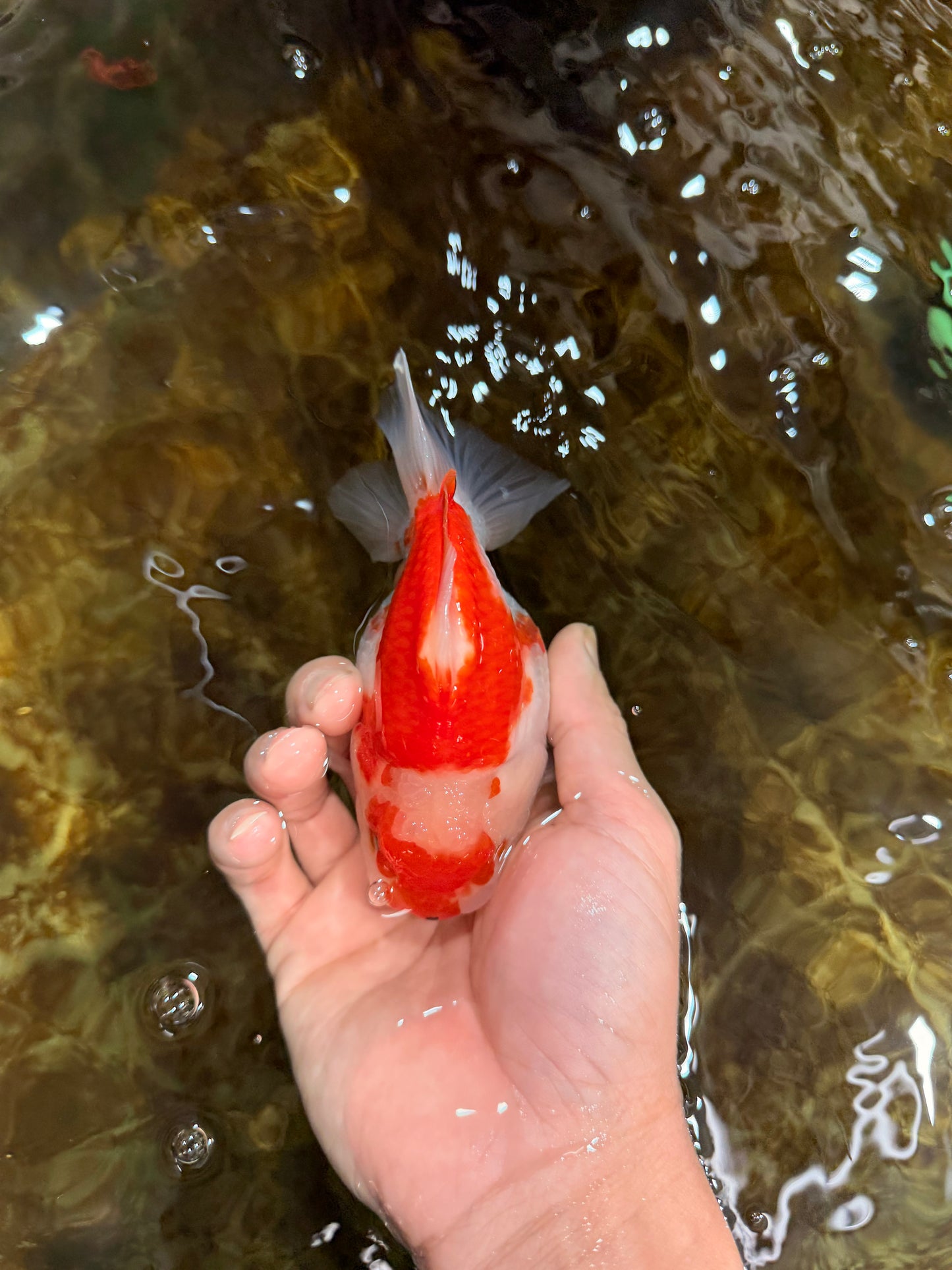 BIG WEN A Grade Red White Yuanbao Female 5 inches #112825YB_16