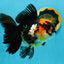 A Grade Tricolor Oranda Female 5-5.5 inches #120624OR_13