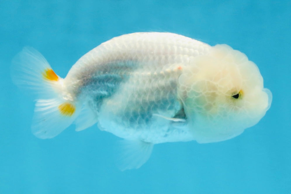 Snow White Lionchu Female 3.5 inches #121925LC_05