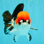 SUPER CUTE A Grade Tricolor Yuanbao Male 5.5 inches #051526YB_09