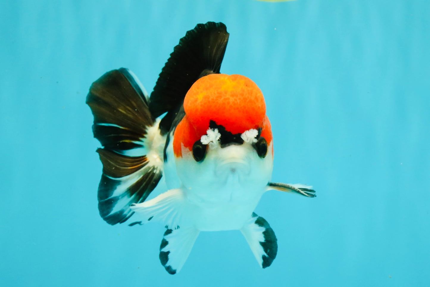 SUPER CUTE A Grade Tricolor Yuanbao Male 5.5 inches #051526YB_09