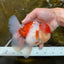 AAA Grade Godzilla Sakura Oranda Male 5.5 inches #080125OR_10