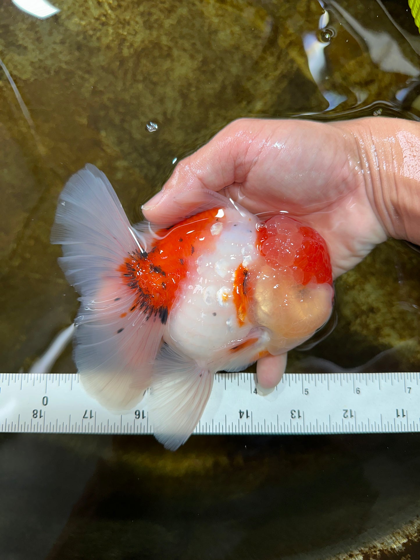 AAA Grade Godzilla Sakura Oranda Male 5.5 inches #080125OR_10