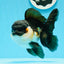 A Grade Bulldog Tricolor Oranda Female 5.5 inches #0614OR_21