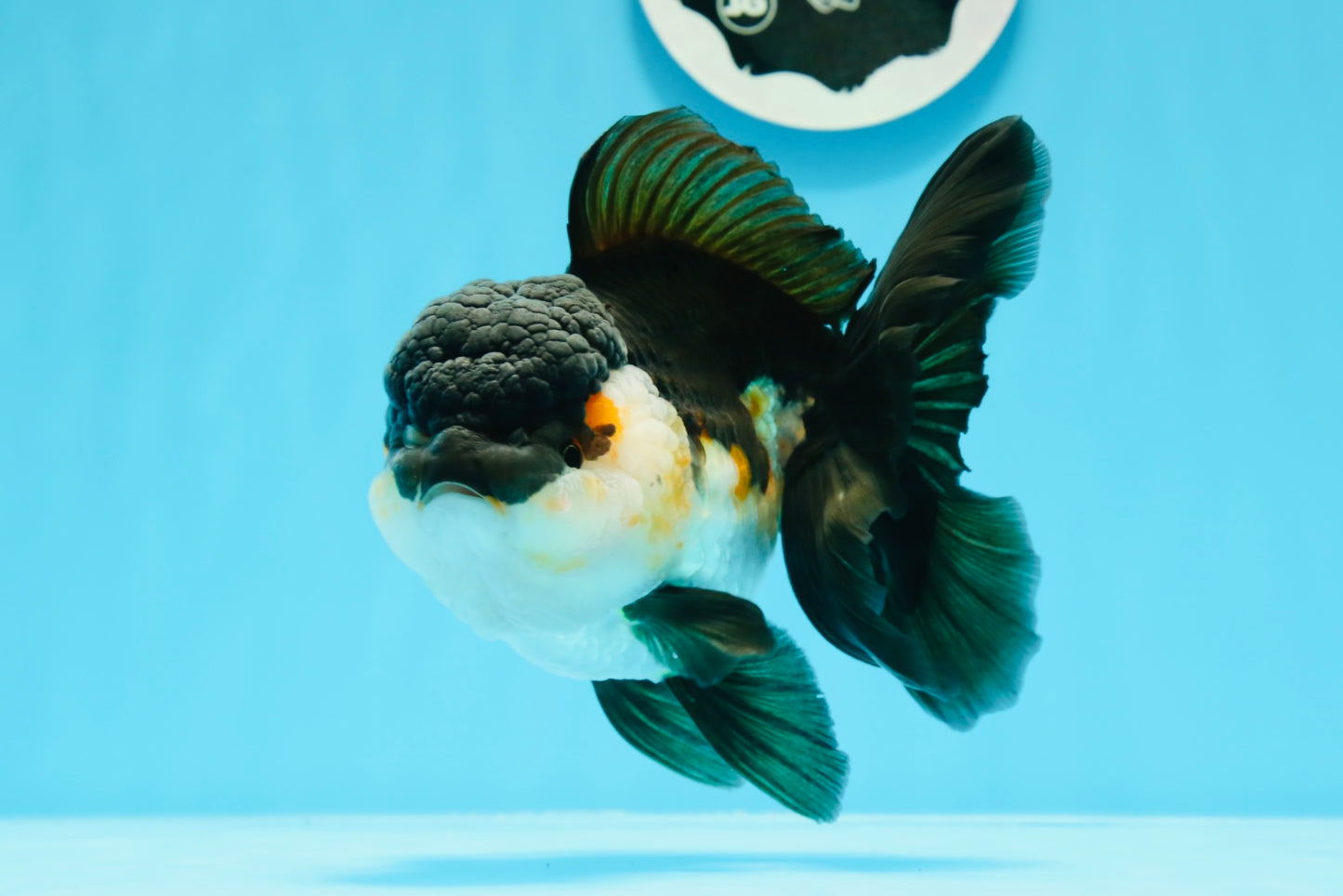 A Grade Bulldog Tricolor Oranda Female 5.5 inches #0614OR_21