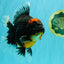 AAA Grade Super Red Head Kirin Oranda Male 7-7.5 inches #062626OR_01