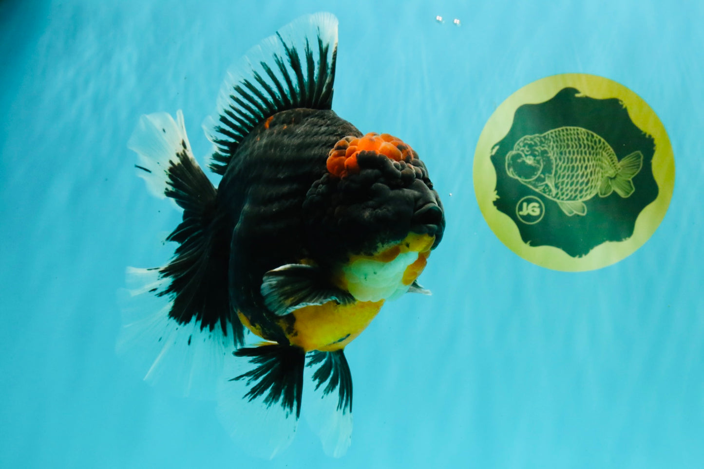 AAA Grade Super Red Head Kirin Oranda Male 7-7.5 inches #062626OR_01