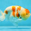 A Grade SPECIAL Kohaku Sakura LionKing 5 inches #051625LC_10