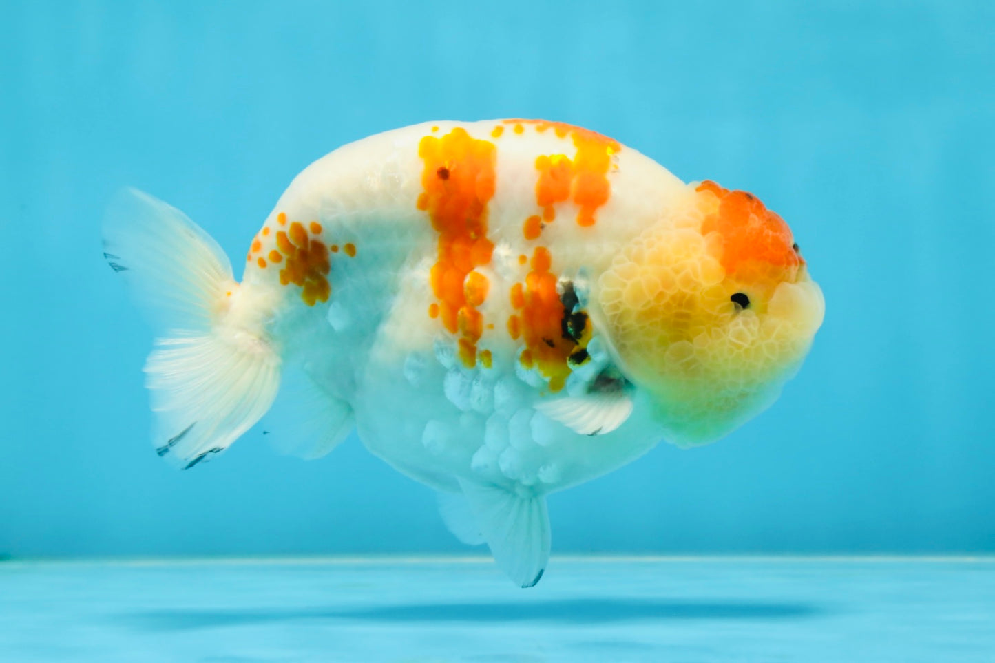 A Grade SPECIAL Kohaku Sakura LionKing 5 inches #051625LC_10