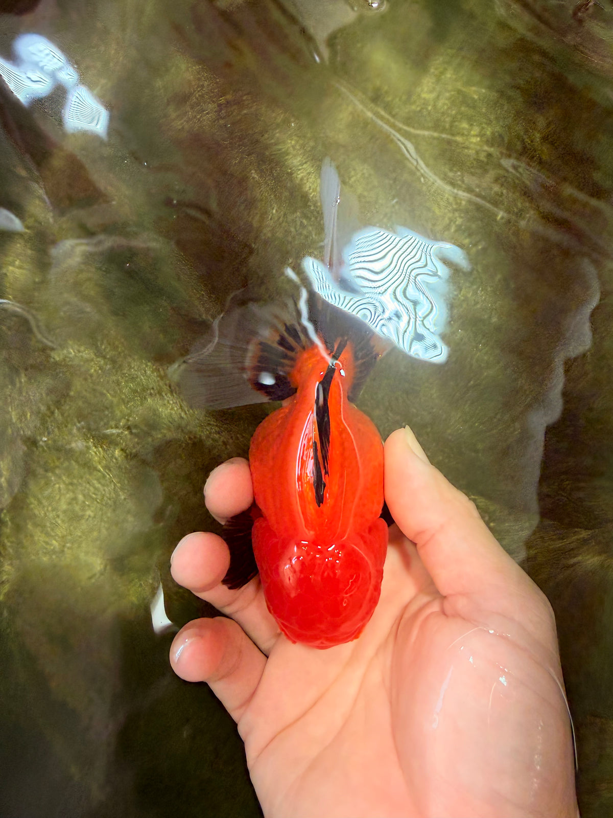 A Grade Apache Oranda Female 5 inches #100926OR_26