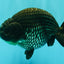 UNIQUE AAA Grade Strong Body Structure Platinum Blue Ranchu Female 4.5-5 inches #061926RC_09