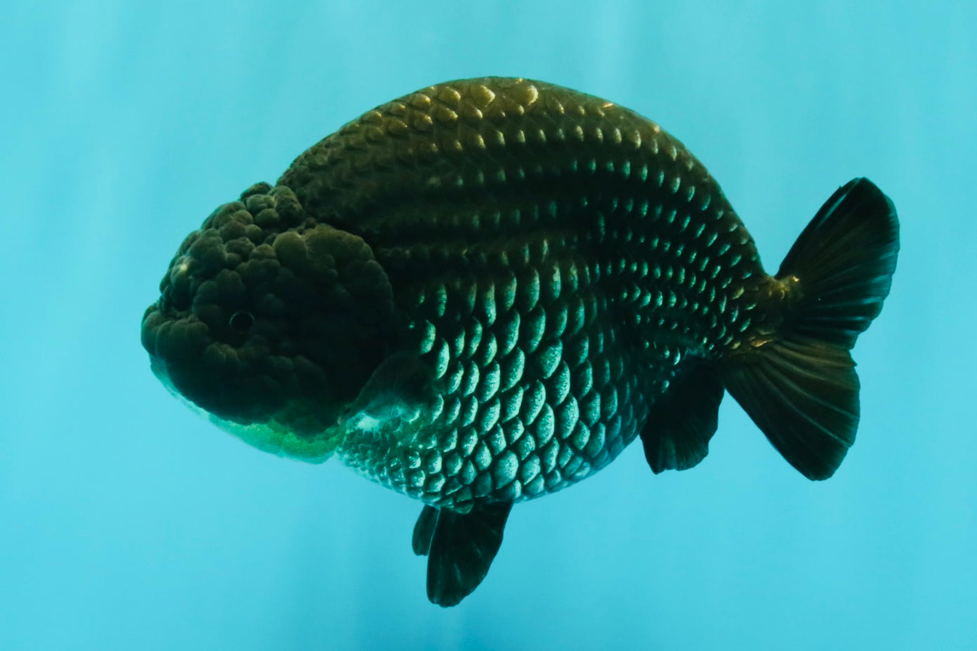 UNIQUE AAA Grade Strong Body Structure Platinum Blue Ranchu Female 4.5-5 inches #061926RC_09