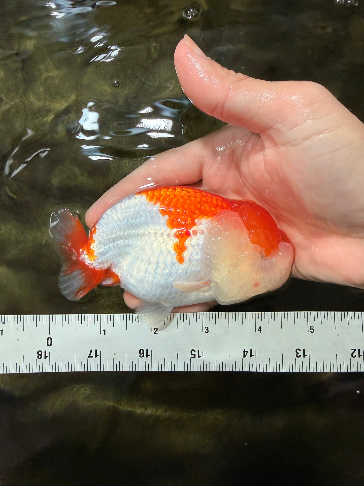CHUBBY A Grade Red White LionQueen 4.5-5 inches #050126LC_23