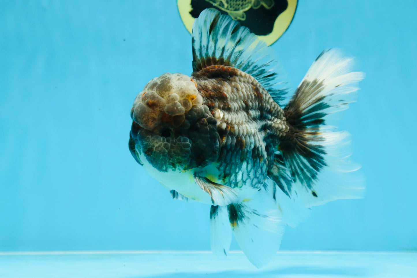 AAA Grade JUMBO Godzilla Kirin Oranda Male 5.5-6 inches #101725OR_24