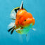 A Grade Sakura Oranda Female 6-6.5 inches #060625OR_11