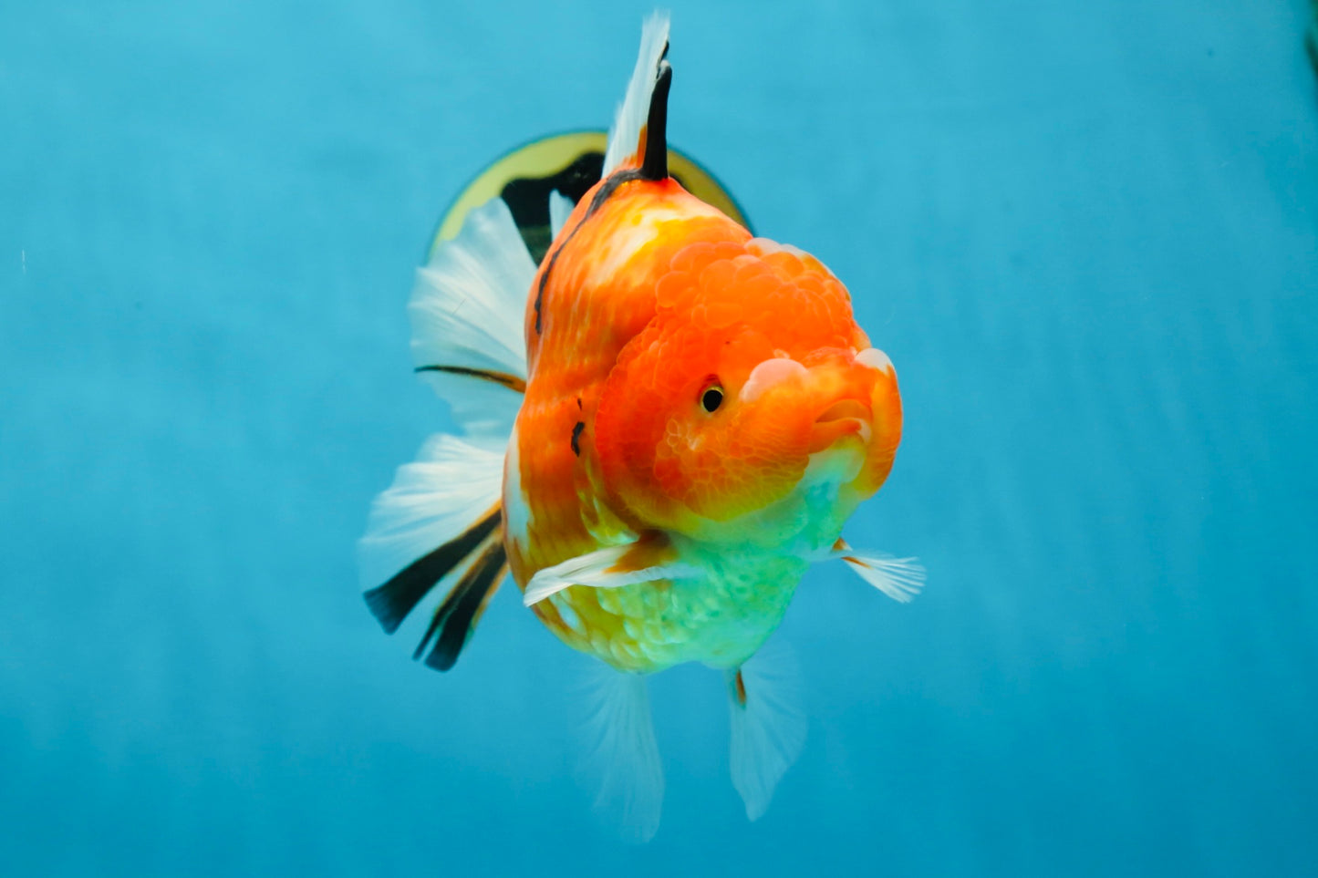 A Grade Sakura Oranda Female 6-6.5 inches #060625OR_11