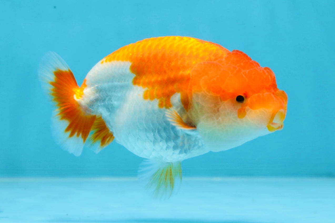 AAA Grade Red White LionQueen 4-4.5 inches #101725LC_04