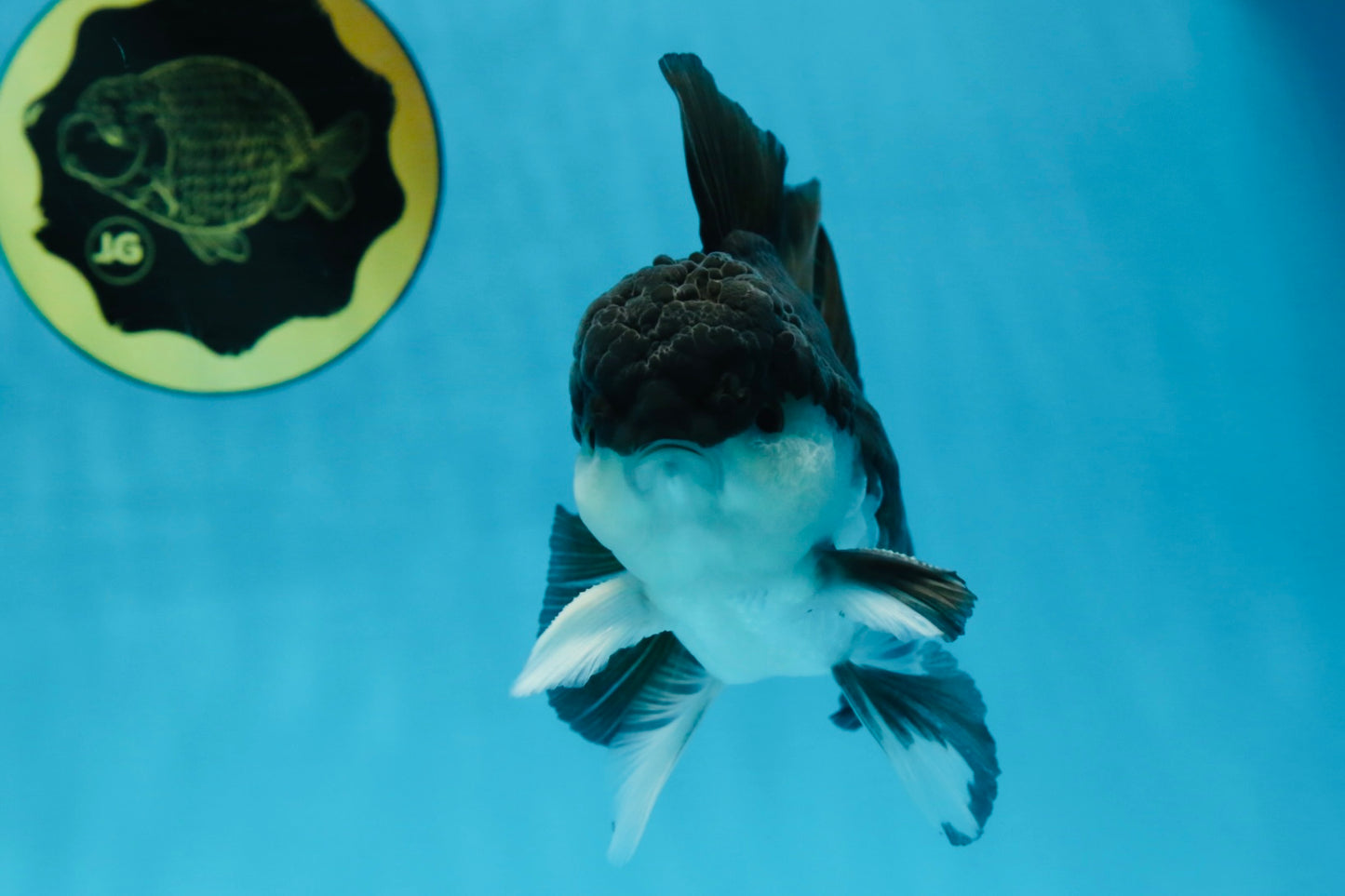 Panda Oranda Male 5 inches #091225OR_25