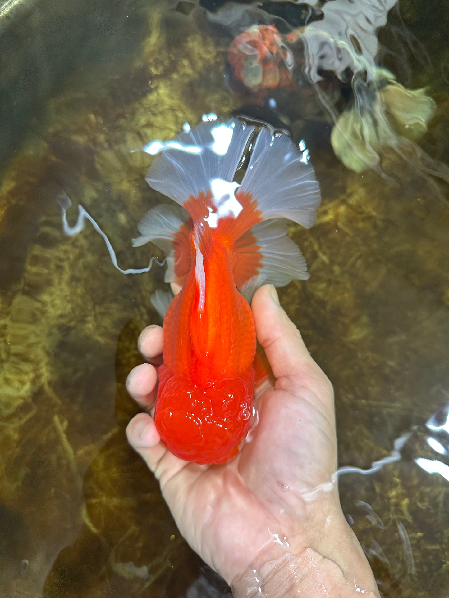 AAA Grade CHUNKY Godzilla Red White Oranda Male 6 inches #090525OR_10