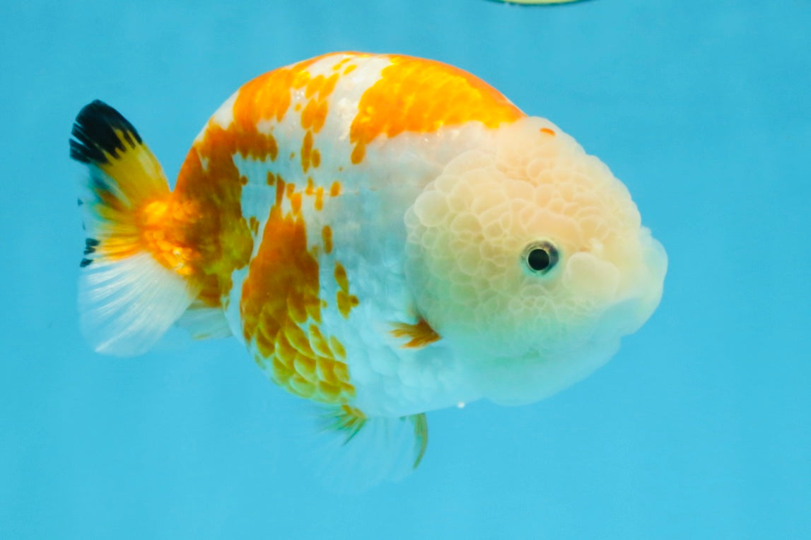 CHUBBY AAA Grade Kohaku Sakura LionQueen 4.5 inches #112825LC_01